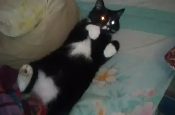 Кошки потеряшки, Владивосток, фото: Потеряшка кошка в районе Эгершельд, Владивосток #потеринаходкиVDK