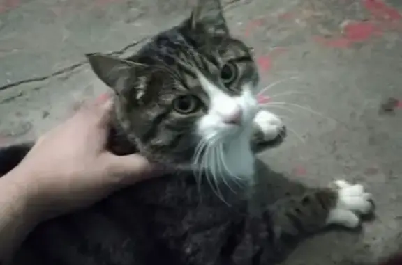 Найден домашний кот в Ачинске