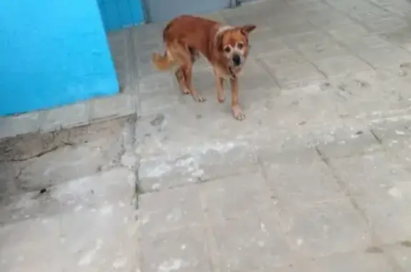 Найдена собака на ул. Чайковского