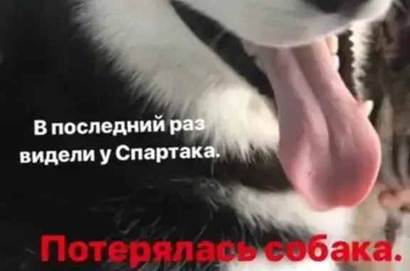Пропала собака Балто в центре Воронежа