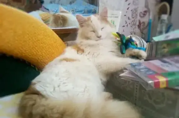 Пропала кошка в Белореченске, Краснодарский край