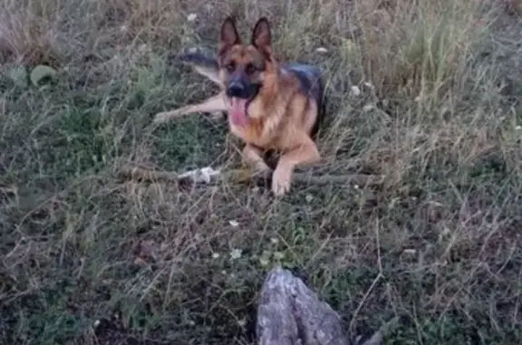 Пропала собака Рекс на улице Пролетарской, Майкоп, Республика Адыгея