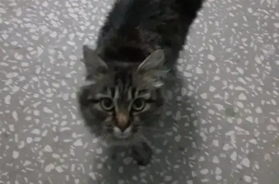 Найдена мини-кошка на Югорской, Сургут