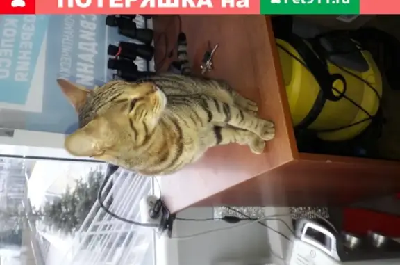Найдена кошка в Казани на ул. Фатыха Амирхана, 1