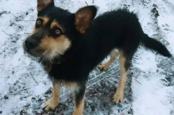 Найдена добрая собака на 75-й Гвардейской Бригаде, Омск