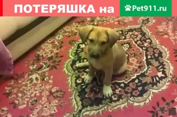 Собака без ошейника на улице Чехова, Пенза