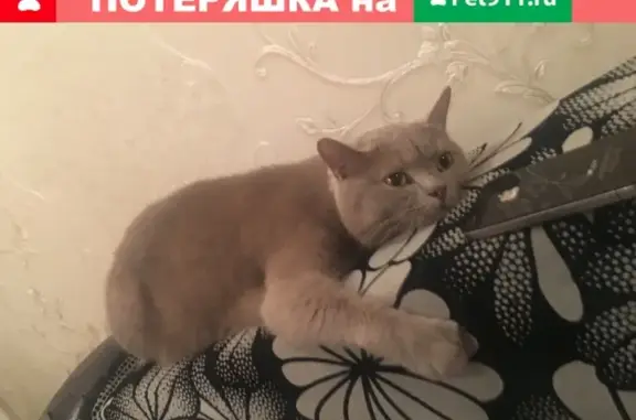 Пропала кошка на улице Советов, 25