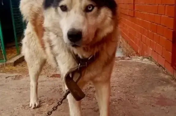 Найдена собака в Бугульме, Республика Татарстан
