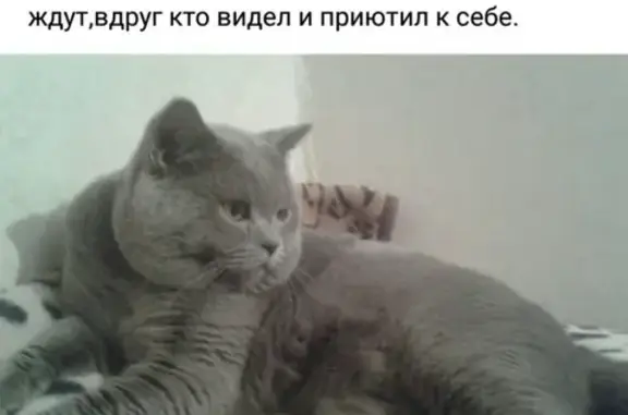 Кошки потеряшки, Тюмень, фото: Потеряшка кошка в Тюмени