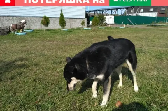 Пропала собака Жуча в Хотьково