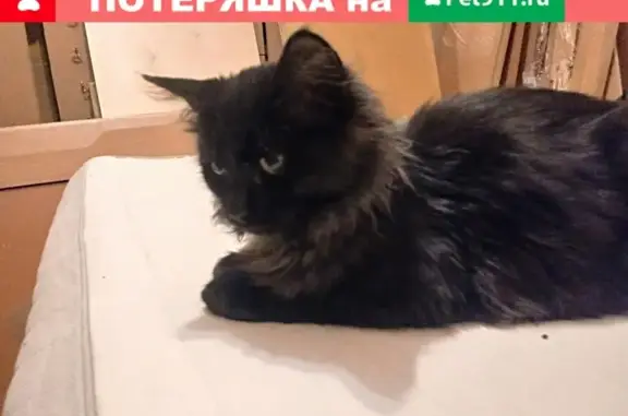 Найден кот на ул. Фрунзе, 97