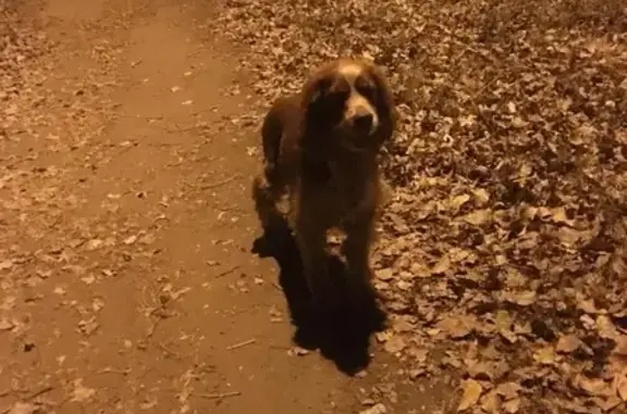 Собака найдена в Северном районе Воронежа.
