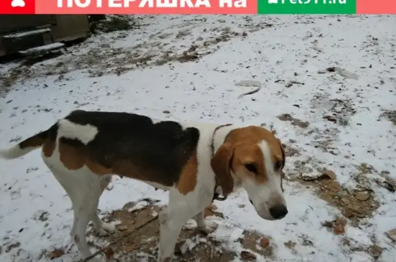 Найдена собака в Алеканово, Рязань