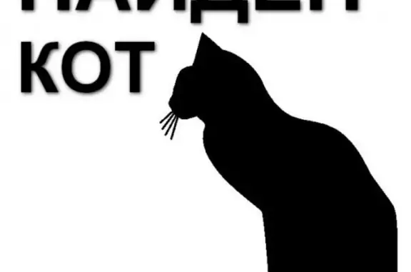 Найден черный кот по адресу Наб 34, Зеленогорск