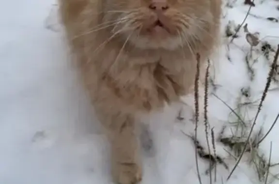 Найдена рыжая кошка на ул. Восстания, Екатеринбург