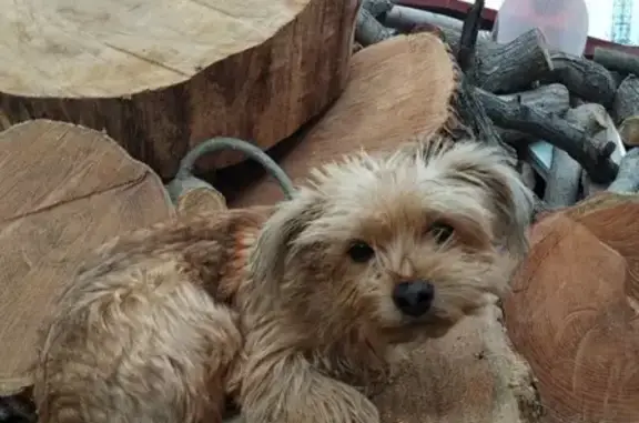 Найдена домашняя собака в районе Малашки-Матроса Кошки, Севастополь.