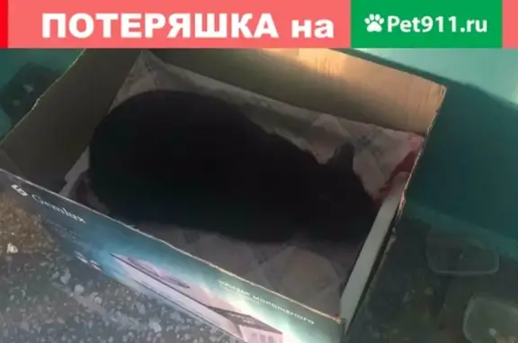 Найдена кошка на проспекте Ленина, Магнитогорск
