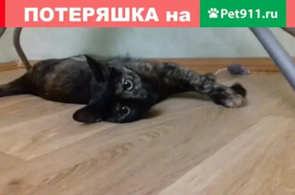 Найдена черепаховая кошка на ул. Июльской (Екатеринбург)