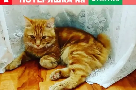 Пропала кошка в Ленинском районе, вознаграждение!