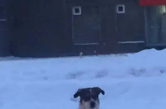 Найдена собака в Новокузнецке, Запсиб, 18-й квартал