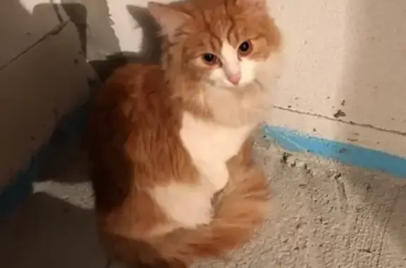 Найден рыжий кот на Северном посёлке, возраст около года