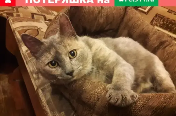 Найдена кошка в Митино, Москва