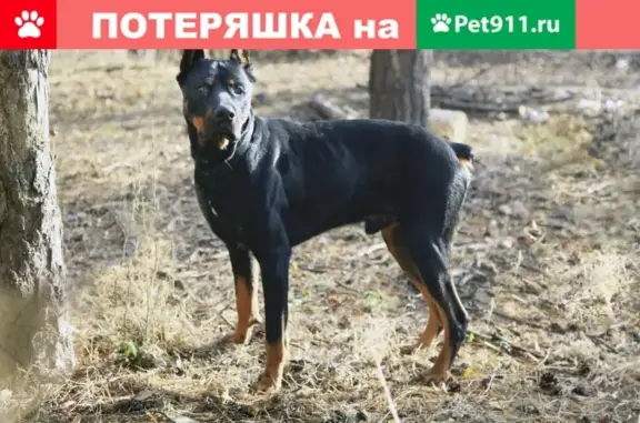 Найден породистый пес в Воронеже!