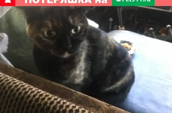 Найдена волгодонская трёхцветная кошка на улице Дружбы