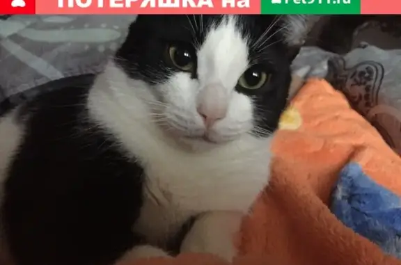 Пропала кошка в Волжске, у магазина Новинка