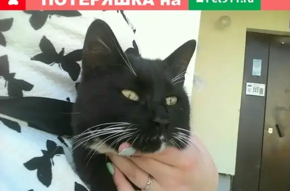 Найден кот без половины хвоста в Ярославле
