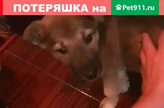 Найдена собака в Самаре, рядом со сквером Высоцкого