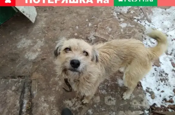 Найдена собака в микрорайоне Ласточка, Белебей