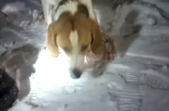 Собака найдена на лесной дороге между Ярегой и Водным, Коми респ.