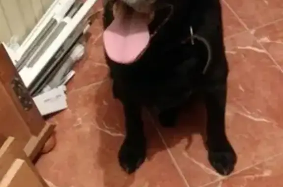 Найдена собака в Митино, Москва