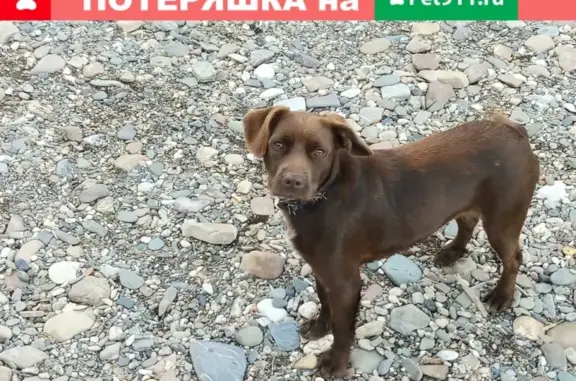 Пропала собака в микрорайоне Желанный