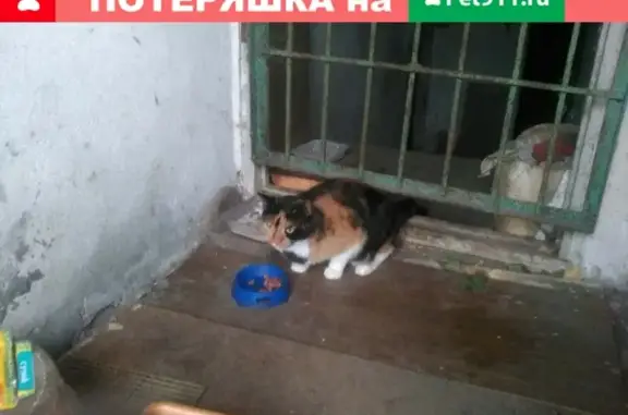 Найдена кошка на Суздалке в Ярославле