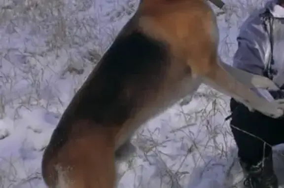 Пропала собака в Белово, Кемеровская область