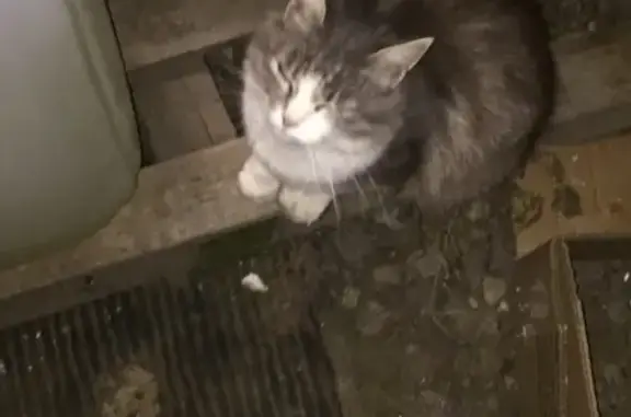 Найдена кошка на пр-те Станке Димитрова