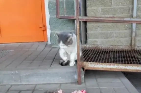 Найдена кошка на улице Николаева
