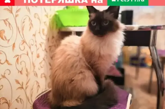 Найдена кошка в Тольятти, ищем хозяев!
