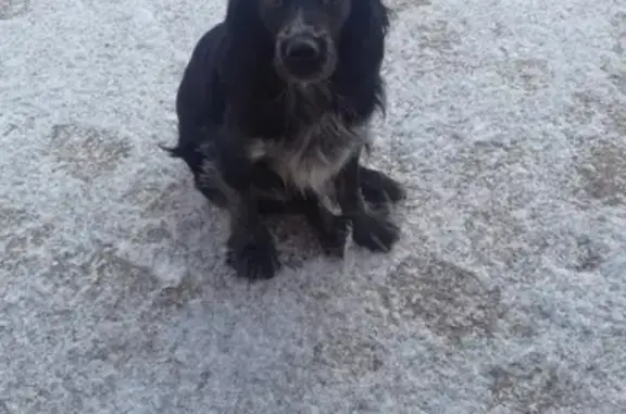 Пропал пёс Бим в Сосногорске, Ухта.