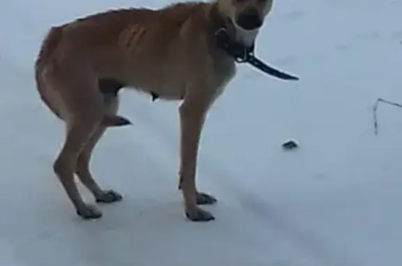Найдена собака в районе портовой, Ростов-на-Дону