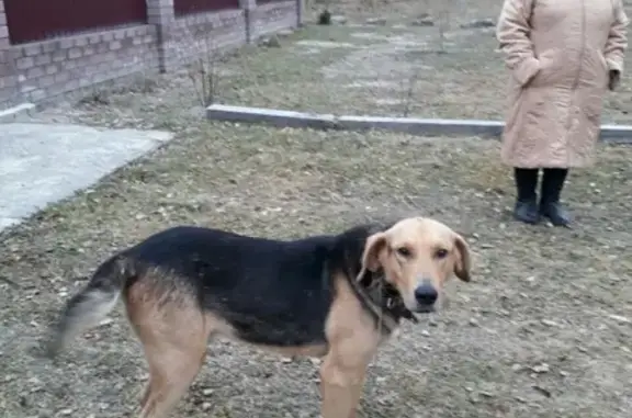 Найдена собака в Борском районе, ищем хозяина