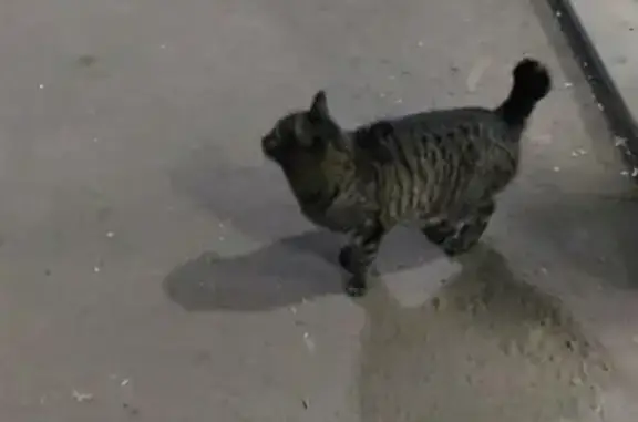 Найден кот с коротким хвостом возле Пятерочки на Маринченко