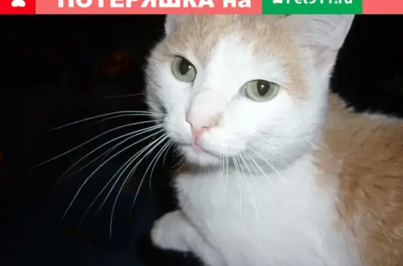Пропала кошка на ул. Целинная 18, Славгород, Алтайский край.