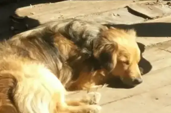 Собаки потеряшки, Полдневая, фото: Потеряшка собака в Полдневой, Полевской городской округ