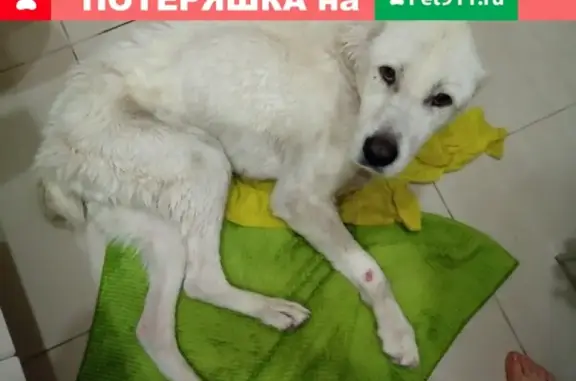 Найдена белая собака в Екатеринбурге (САО или алабай)