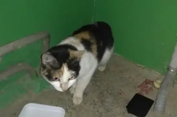 Найдена кошка на Интер 15 в Ухте, ищем хозяина