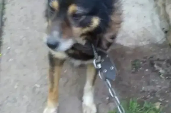 Пропала собака Малыш, ул. Бирюзова, 66А, Скопин, Рязанская обл.