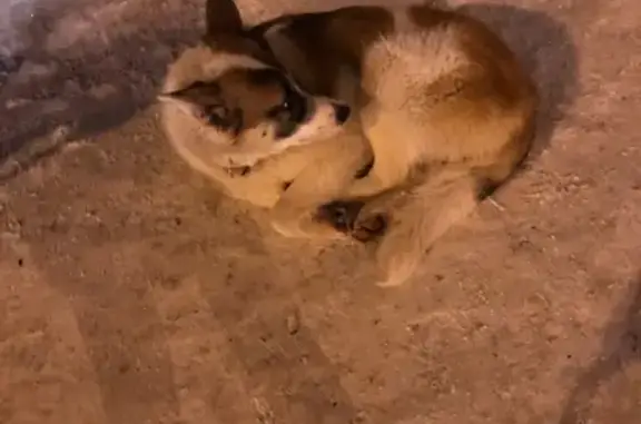 Потерян пёс на остановке оптика в Сургуте